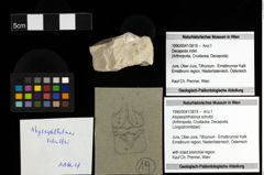 Foto (Objekt + Etiketten) von Abyssophthalmus schultzi 